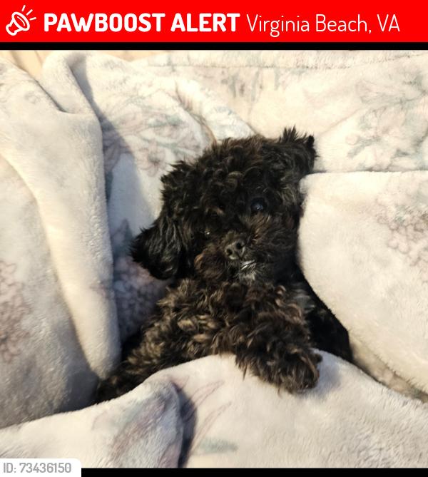 Lost Female Dog last seen Near Gunn Hall Dr., Virginia Beach, VA 23454
