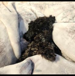 Lost Female Dog last seen Near Gunn Hall Dr., Virginia Beach, VA 23454