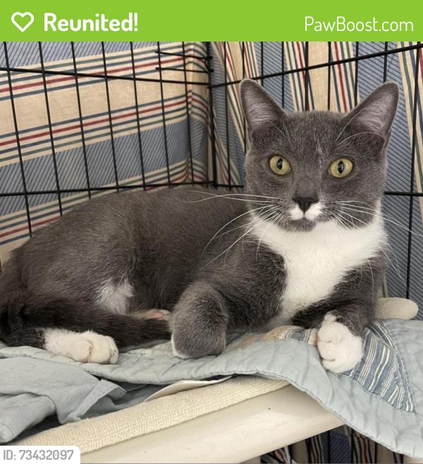 Reunited Male Cat last seen Pleasant Street and Union, Walpole, MA 02032
