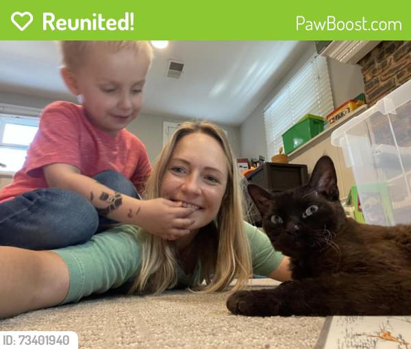 Reunited Male Cat last seen Backyards of Ralph Ct Wheaton, Wheaton, IL 60187