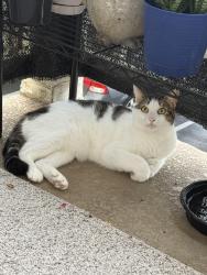 Reunited Male Cat last seen Bush st at eagles crossing, Oceanside, CA 92058