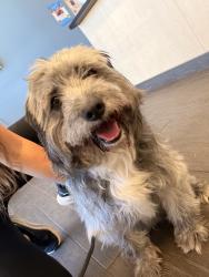 Found/Stray Male Dog last seen Red Sea grocery II, Charlotte, NC 28215