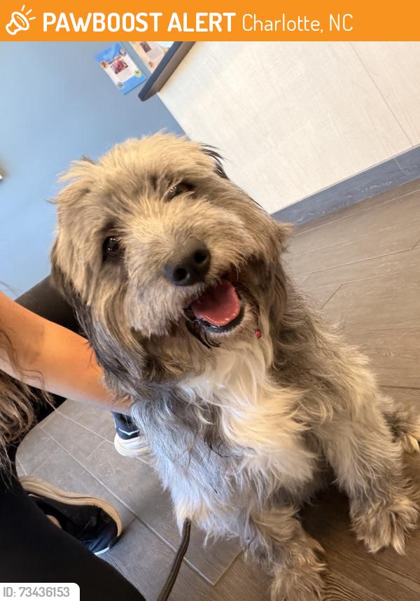 Found/Stray Male Dog last seen Red Sea grocery II, Charlotte, NC 28215