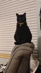Lost Male Cat last seen Opal, Saginaw, TX 76179