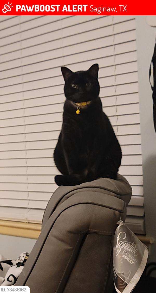Lost Male Cat last seen Opal, Saginaw, TX 76179