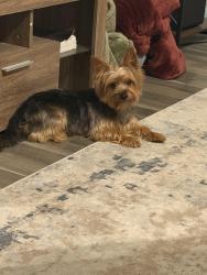 Reunited Male Dog last seen Telge, Cypress, TX 77429