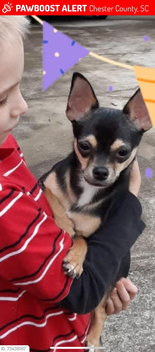 Lost Male Dog last seen Armenia Road, Chester County, SC 29706