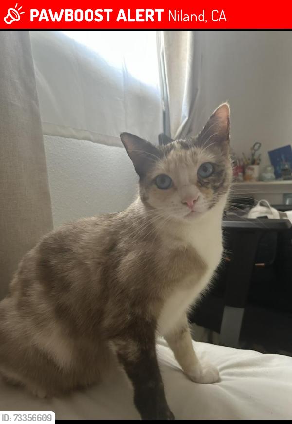 Lost Female Cat last seen 5th st Niland, Niland, CA 92257