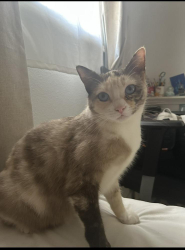 Lost Female Cat last seen 5th st Niland, Niland, CA 92257
