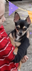 Lost Male Dog last seen Armenia Road, Chester County, SC 29706
