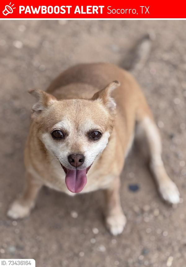 Lost Female Dog last seen Middle Drain Rd, Socorro, TX 79927