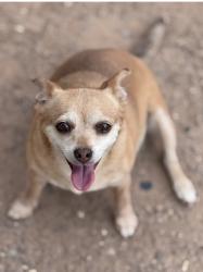 Lost Female Dog last seen Middle Drain Rd, Socorro, TX 79927