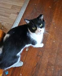 Lost Male Cat last seen Brookpark & Tuexedo Avenue, Parma, OH 44134