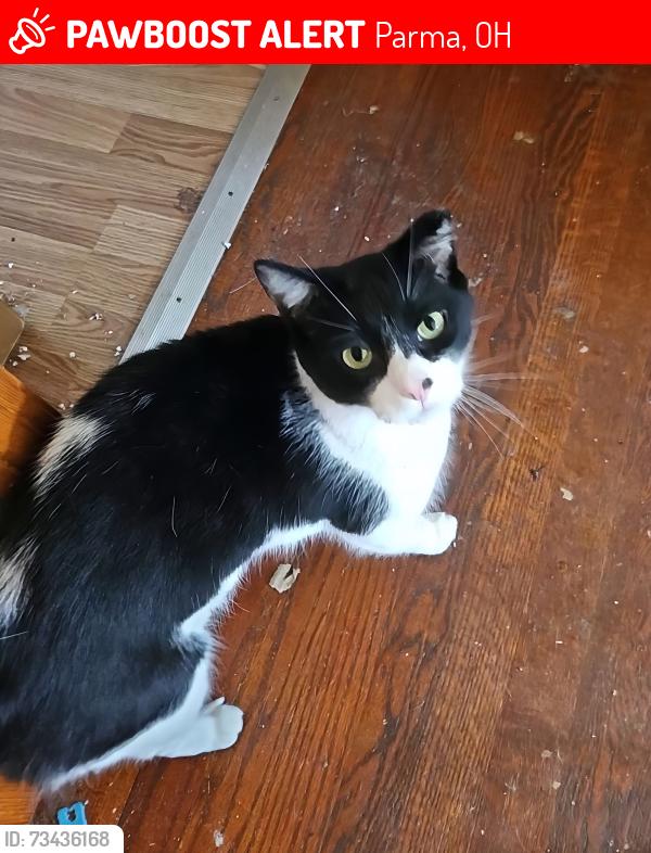 Lost Male Cat last seen Brookpark & Tuexedo Avenue, Parma, OH 44134