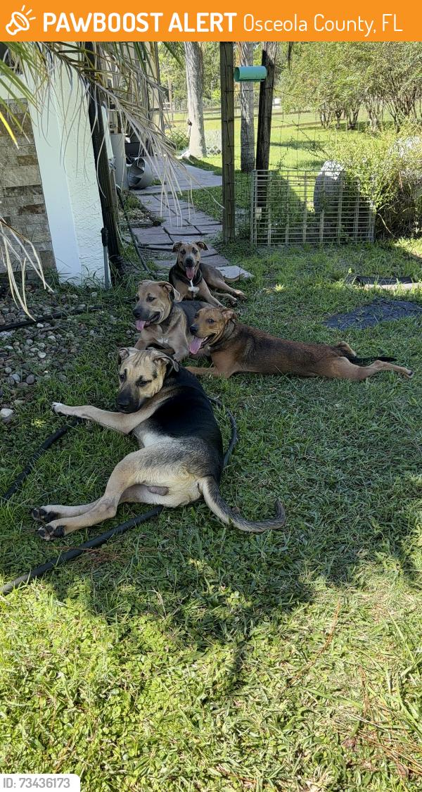 Found/Stray Male Dog last seen Near and Nova area, Osceola County, FL 34771