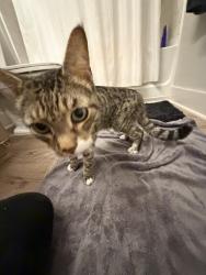 Reunited Female Cat last seen Laney High School, Wilmington, NC 28405