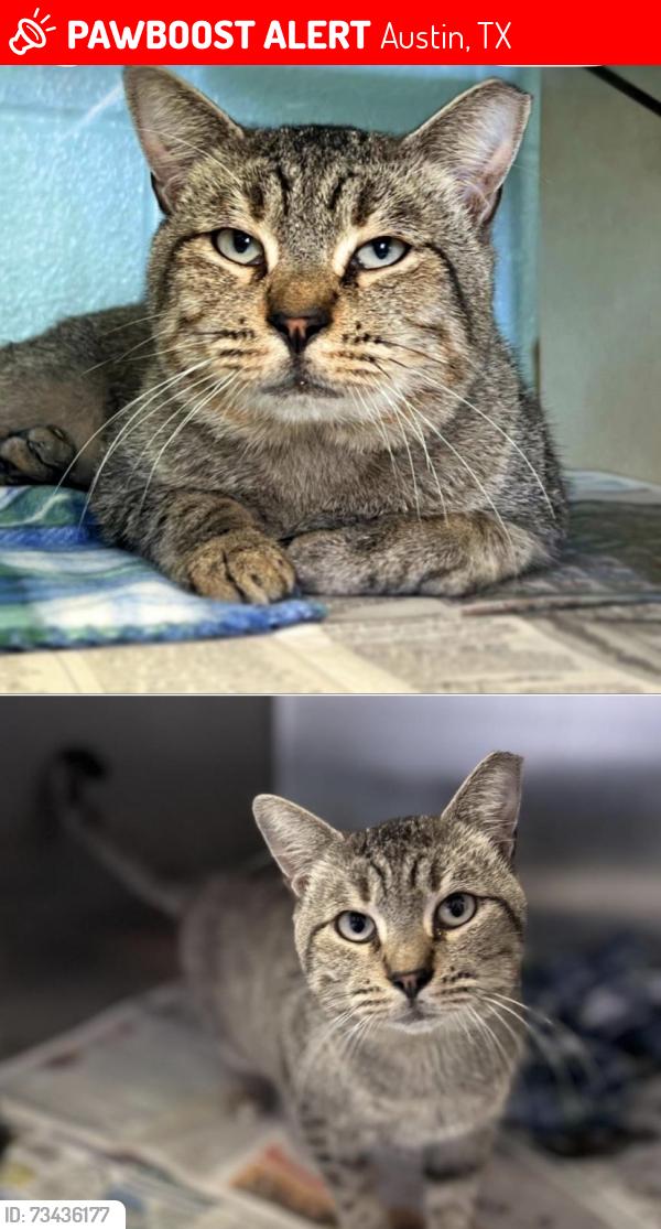 Lost Male Cat last seen Pond Springs rd., Austin, TX 78729