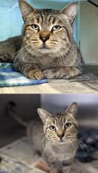 Lost Male Cat last seen Pond Springs rd., Austin, TX 78729