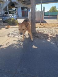 Found/Stray Male Dog last seen West Oakland Bart Station, Oakland, CA 94607