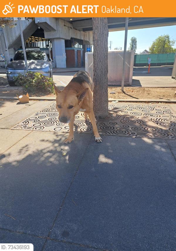 Found/Stray Male Dog last seen West Oakland Bart Station, Oakland, CA 94607