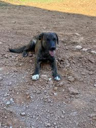 Found/Stray Male Dog last seen Near Roscoe Rd, Newnan, GA 30263