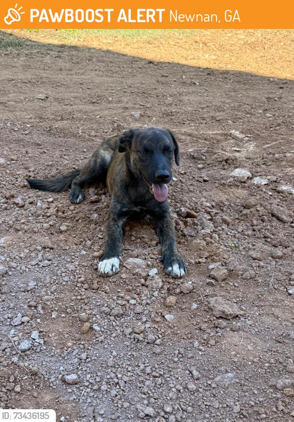Found/Stray Male Dog last seen Near Roscoe Rd, Newnan, GA 30263
