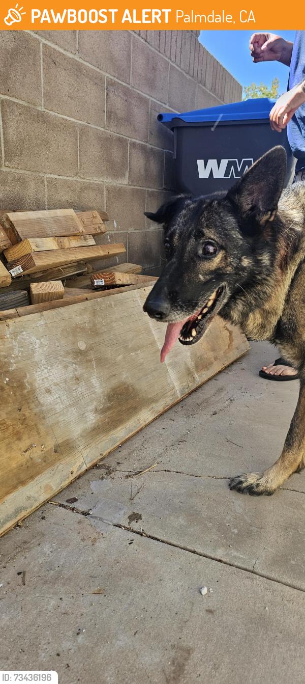 Found/Stray Male Dog last seen 30th east palmdale, Palmdale, CA 93551