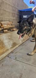 Found/Stray Male Dog last seen 30th east palmdale, Palmdale, CA 93551