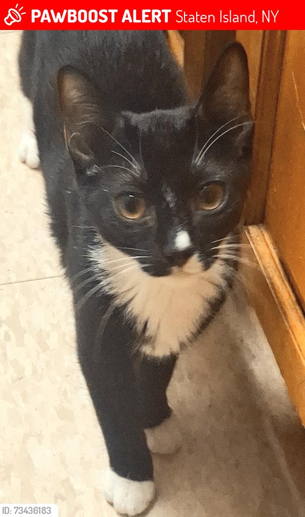 Lost Female Cat last seen Westervelt ave& richmons terrace, carroll st is my back st, Staten Island, NY 10301