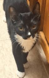 Lost Female Cat last seen Westervelt ave& richmons terrace, carroll st is my back st, Staten Island, NY 10301