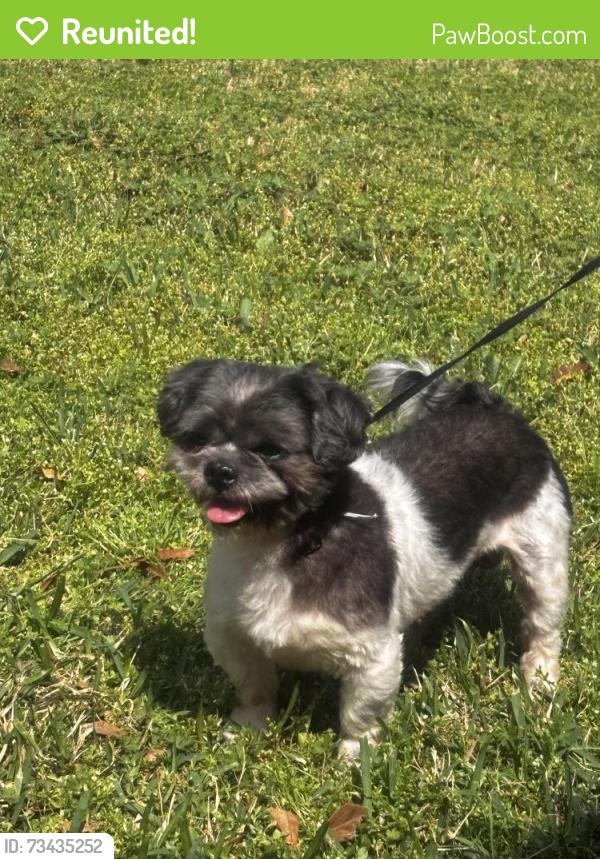 Reunited Male Dog last seen Near Sterlingcrest Rd, Houston, TX 77049, USA, Houston, TX 77049