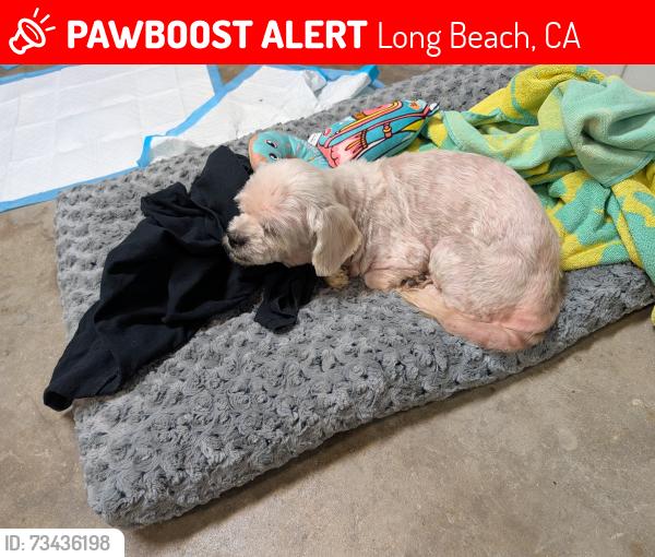 Lost Female Dog last seen Heartwell Park Long Beach, Long Beach, CA 90808