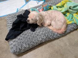 Lost Female Dog last seen Heartwell Park Long Beach, Long Beach, CA 90808