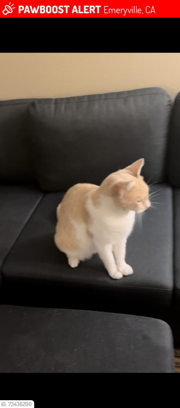 Lost Male Cat last seen Hubbard emeryville ca, Emeryville, CA 94608