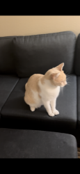 Lost Male Cat last seen Hubbard emeryville ca, Emeryville, CA 94608