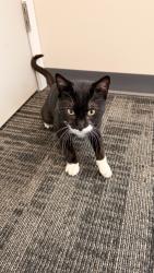 Found/Stray Male Cat last seen Veterans Memorial Wayside Park, Kansasville, WI 53139