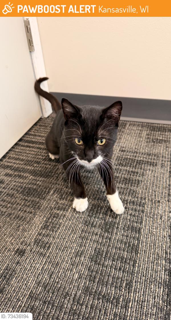 Found/Stray Male Cat last seen Veterans Memorial Wayside Park, Kansasville, WI 53139