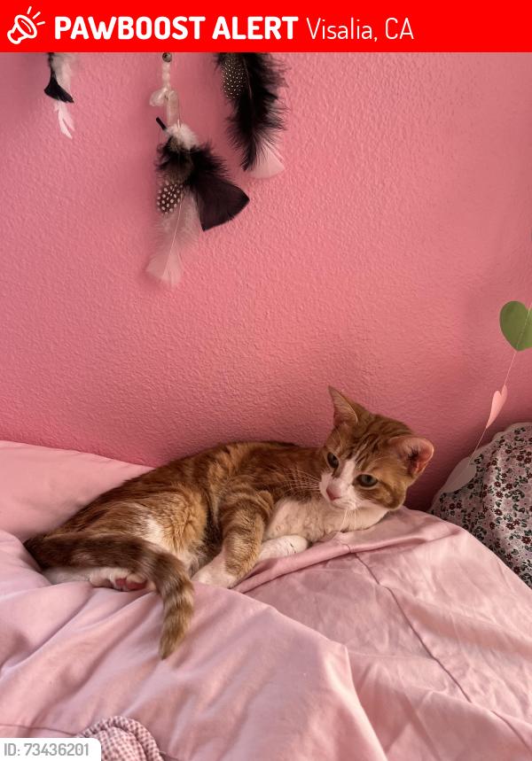 Lost Female Cat last seen akers & whitendale, Visalia, CA 93277