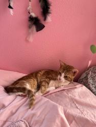 Lost Female Cat last seen akers & whitendale, Visalia, CA 93277