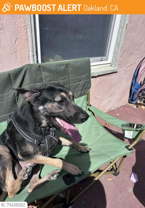 Found/Stray Male Dog last seen Mason and Walnut, Oakland, CA 94605