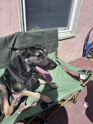 Found/Stray Male Dog last seen Mason and Walnut, Oakland, CA 94605