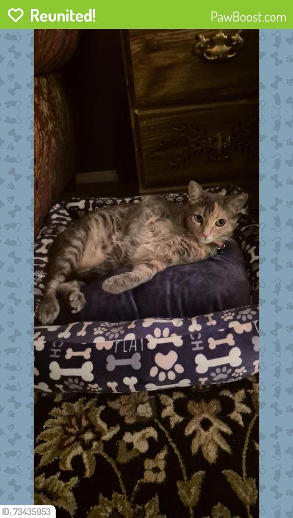 Reunited Female Cat last seen Corner of Ave J and 30th East, Lancaster, CA 93535