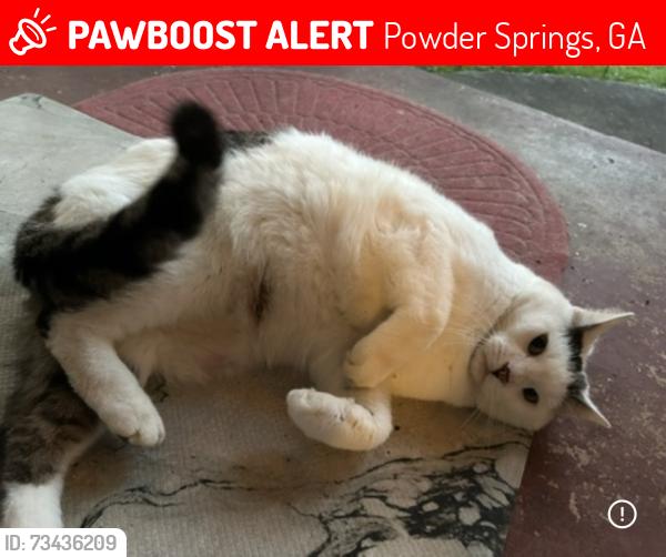 Lost Male Cat last seen No idea, Powder Springs, GA 30127