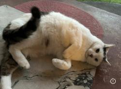 Lost Male Cat last seen No idea, Powder Springs, GA 30127