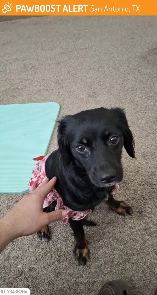 Found/Stray Female Dog last seen Rodriguez park, San Antonio, TX 78227
