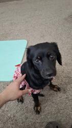 Found/Stray Female Dog last seen Rodriguez park, San Antonio, TX 78227