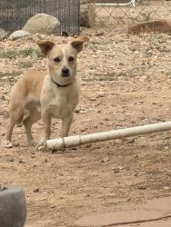 Found/Stray Male Dog last seen Condor Rd Victorville, CA 92394 United States, Victorville, CA 92394