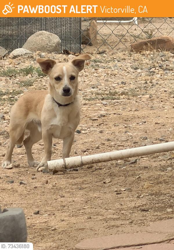 Found/Stray Male Dog last seen Condor Rd Victorville, CA 92394 United States, Victorville, CA 92394