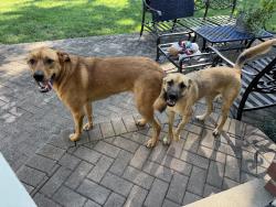 Found/Stray Male Dog last seen Oxford Ave, Terrace Park, OH 45174