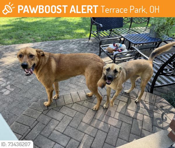 Found/Stray Male Dog last seen Oxford Ave, Terrace Park, OH 45174
